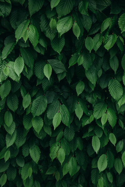 Close up view of dark green natural bush leaves pattern. Вертикальный фон
.