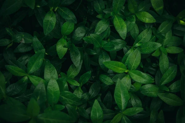 Vista Perto Verde Escuro Floresta Fresca Deixa Textura Fundo Espaço — Fotografia de Stock