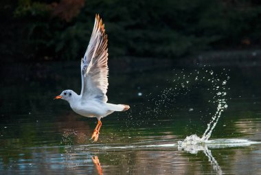 Kuşlar otlar bir Gaga kapsam bir tüy su uçmak için kalkış kanat