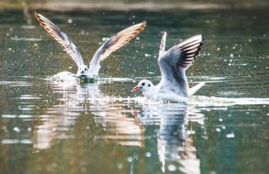Kuşlar otlar bir Gaga kapsam bir tüy su uçmak için kalkış kanat