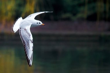 Kuşlar otlar bir Gaga kapsam bir tüy su uçmak için kalkış kanat