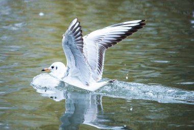 Kuşlar otlar bir Gaga kapsam bir tüy su uçmak için kalkış kanat