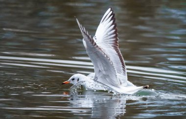 Kuşlar otlar bir Gaga kapsam bir tüy su uçmak için kalkış kanat
