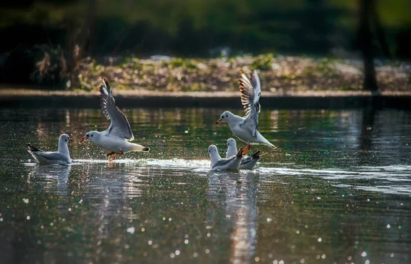 雑草鳥翼に水を飛ぶ羽跳び出しくちばしスコープ — ストック写真