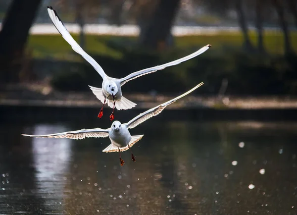 Aves malas hierbas alas una pluma de despegue para volar agua un alcance pico —  Fotos de Stock