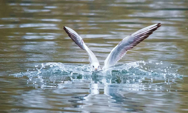 Aves malas hierbas alas una pluma de despegue para volar agua un alcance pico — Foto de Stock