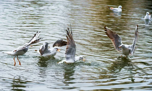 Aves malas hierbas alas una pluma de despegue para volar agua un alcance pico —  Fotos de Stock