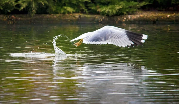 Vogels onkruid vleugels een veer opstijgen om te vliegen van water een snavel-scope — Stockfoto