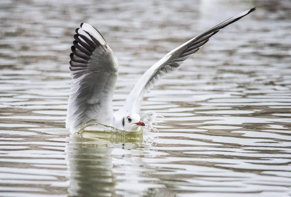 Fåglar ogräs vingar en fjäder start att flyga vatten en näbb omfattning — Stockfoto