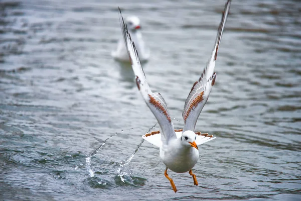 Vogels onkruid vleugels een veer opstijgen om te vliegen van water een snavel-scope — Stockfoto