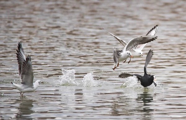 Aves malas hierbas alas una pluma de despegue para volar agua un alcance pico —  Fotos de Stock