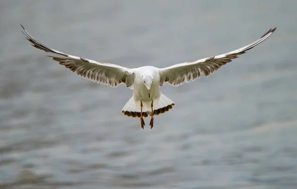 Vogels onkruid vleugels een veer opstijgen om te vliegen van water een snavel-scope — Stockfoto
