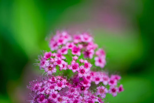 Gyönyörű virágok képeslapok és jókívánságok . — Stock Fotó