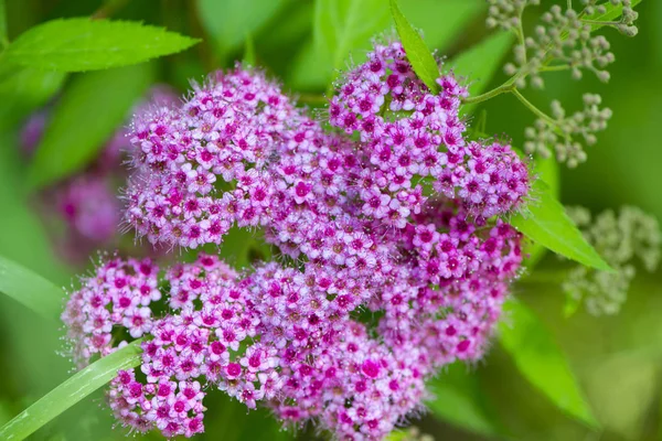 Beautiful flowers for cards and greetings . — Stock Photo, Image