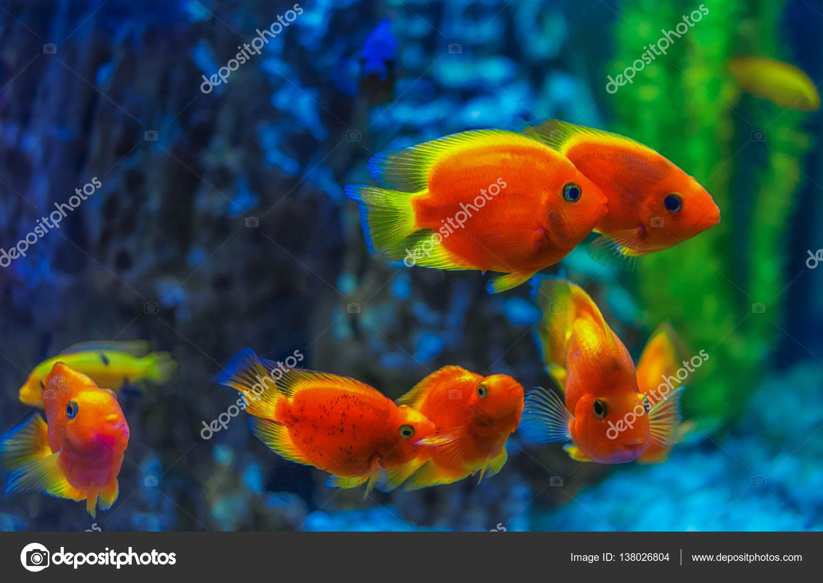 Peces rojos bajo el agua — Foto de Stock