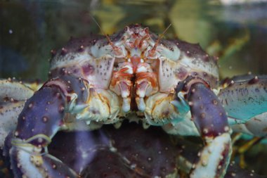 Yengeç incelik. Gıda.