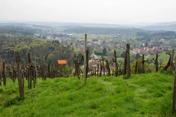 Tangkai Anggur Kebun Anggur Austria — Stok Foto