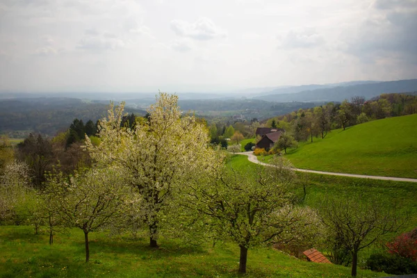Avusturya 'daki üzüm bağlarında sıra sıra asmalar