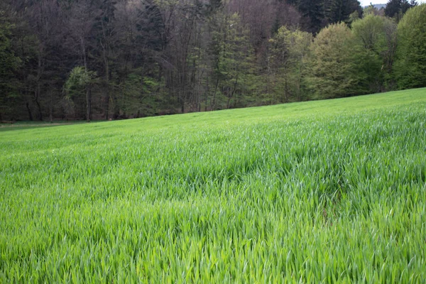 Landskap Med Grönt Fält Och Blå Himmel — Stockfoto