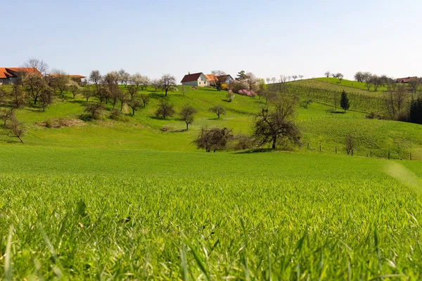 Groot Natuurlandschap Oostenrijk — Stockfoto