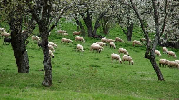 Kudde schapen schaafwonden in een weide — Stockvideo