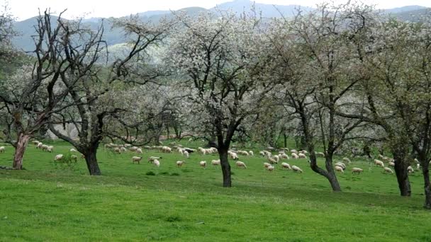 Flock of sheep grazes in a meadow — Stock Video