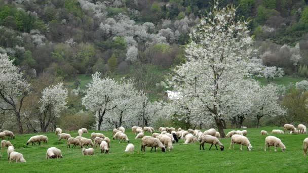 Flock of sheep grazes in a meadow — Stock Video