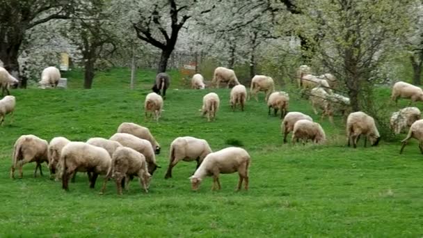 Rebaño de ovejas pastando en un prado — Vídeo de stock