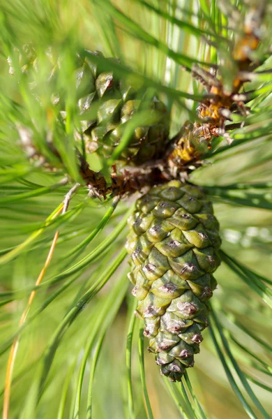 Kegel op een naaldboom — Stockfoto