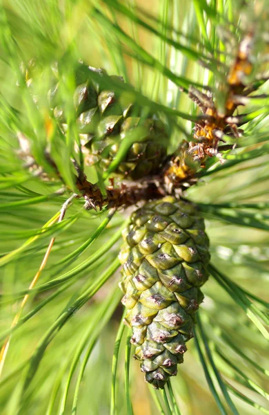 Kegel op een naaldboom — Stockfoto