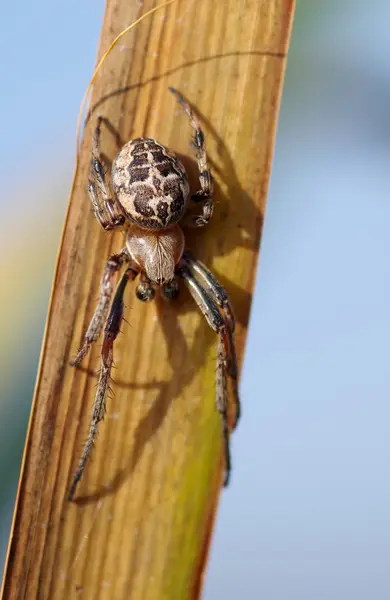 Павук на очереті — стокове фото