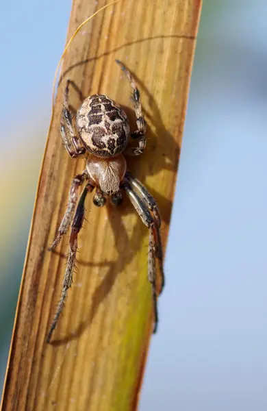 Spin op reed blad — Stockfoto