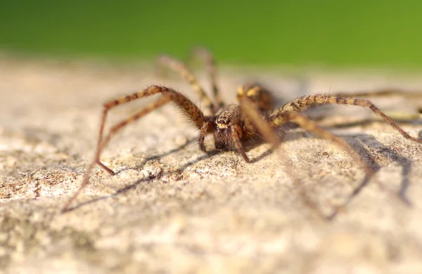 Pavouk na dřevěném povrchu — Stock fotografie