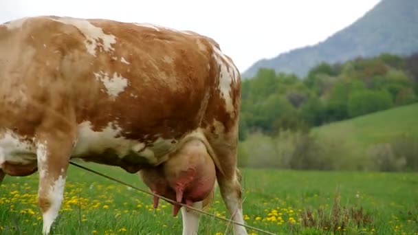 Vacas no prado — Vídeo de Stock