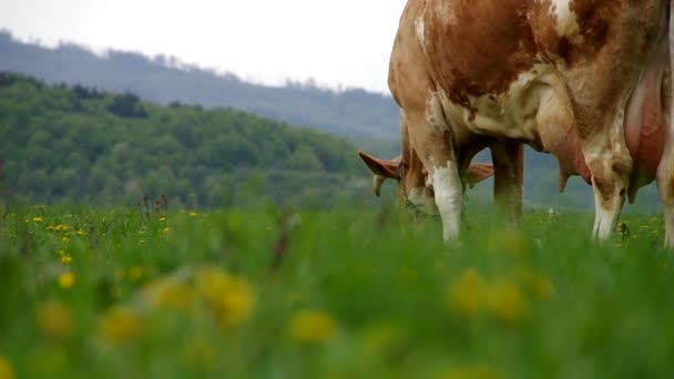 Αγελάδες στο λιβάδι — Αρχείο Βίντεο