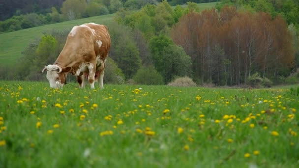 Krowy na łące — Wideo stockowe
