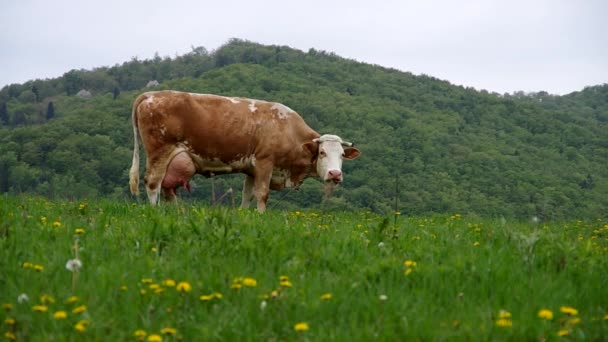 Vacas en el prado — Vídeos de Stock