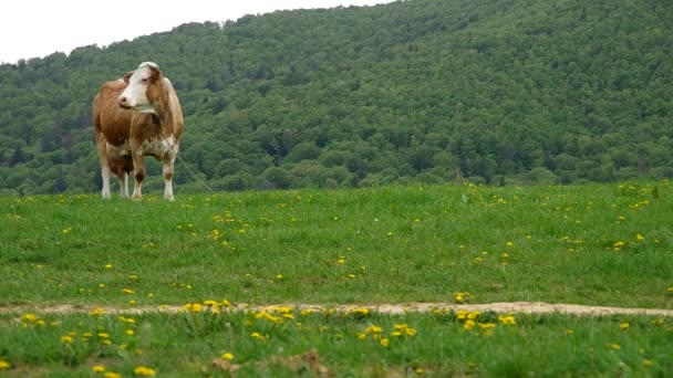 Kühe auf der Weide — Stockvideo