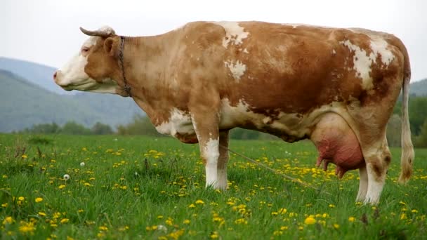 Vacas no prado — Vídeo de Stock