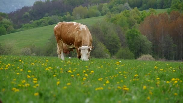 Vacas no prado — Vídeo de Stock