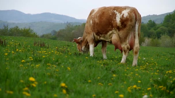 Vacas en el prado — Vídeo de stock