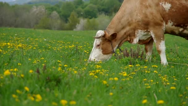 Αγελάδες στο λιβάδι — Αρχείο Βίντεο