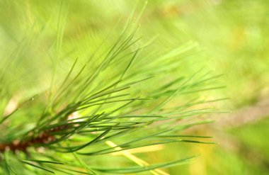 Detay çam iğneleri