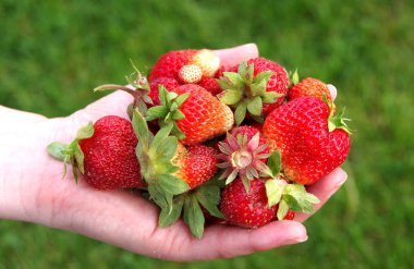 çilek ellerinde