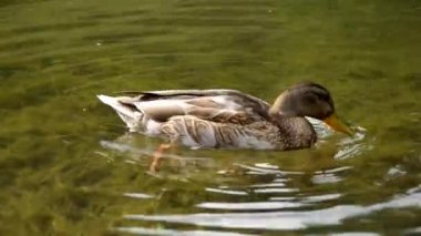 Su üzerinde yüzen ördek