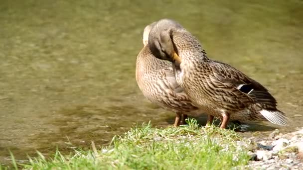 Two Ducks standing on the shore of the pond — Stock Video