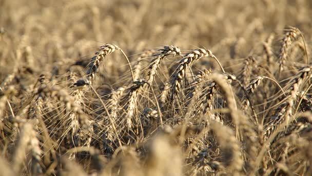 Tarlada buğday kulakları — Stok video