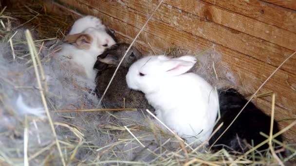 Rabbits in the rabbit hutch — Stock Video