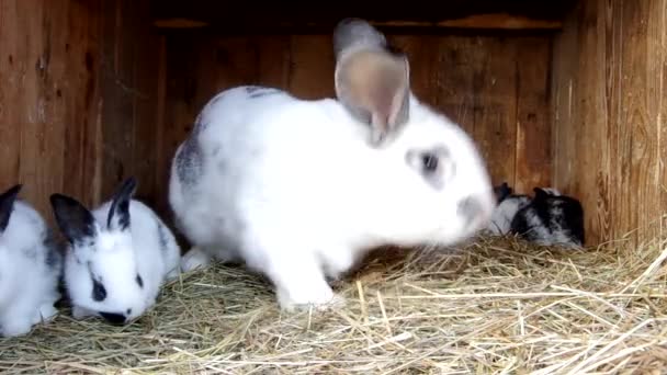 Кролики в хатинці кролика — стокове відео