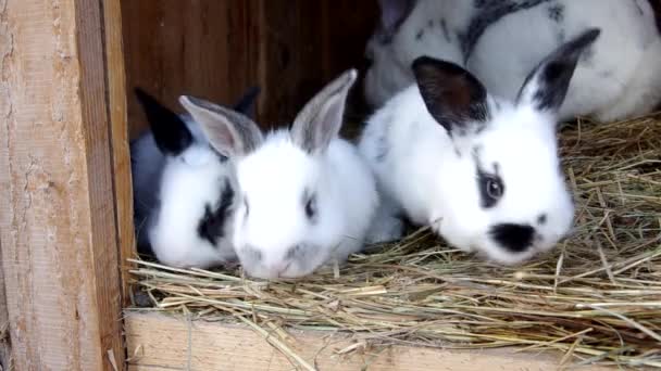 Konijnen in de konijnenhok — Stockvideo